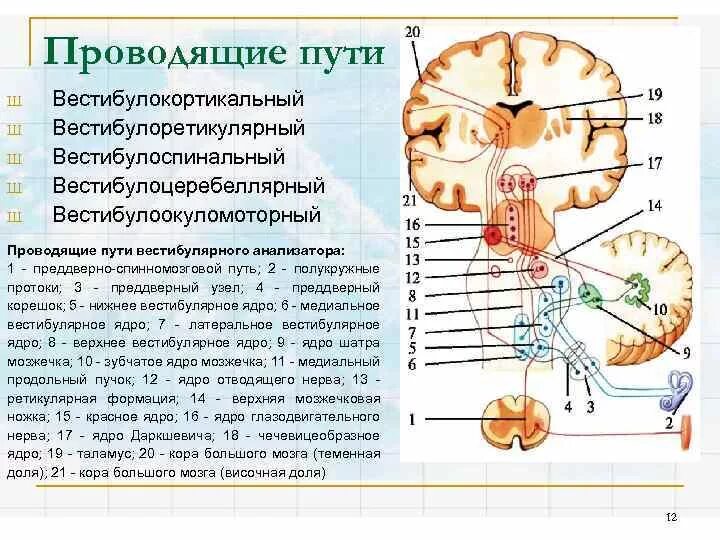 Афферентные пути мозжечка. Вестибулярные ядра мозжечка. Проводящие пути статокинетического анализатора. Двигательные рефлексы мозжечка. Преддверно улитковый анализатор схема.