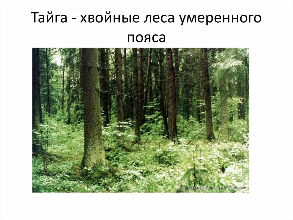 Климат лиственных лесов умеренных поясов. Хвойные леса умеренного пояса. Тайга (хвойные леса). Зона хвойных лесов умеренного пояса. Лиственных лесов умеренного пояса.