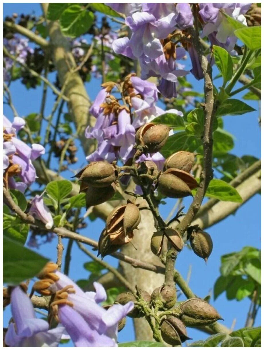 Павловния войлочная (paulownia tomentosa). Павловния войлочная. Павловния войлочная. Семена павловнии войлочной. Павловния шан тонг.