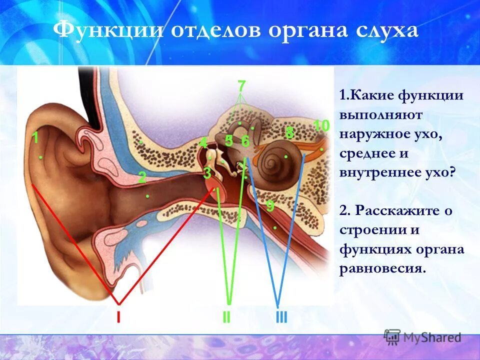 Назовите отделы органа слуха