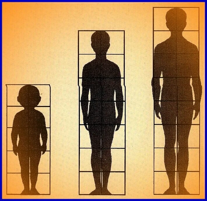 Изображение фигуры человека. Пропорции фигуры человека. Пропорции человеческой фигуры. Пропорции тела человека изо.