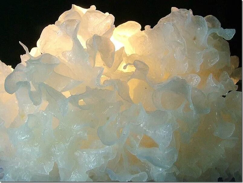 Белые гребешки. Tremella fuciformis. грибы коралловые гребешки. гриб дрожалка фукусовидная. ледяной гриб тремелла.