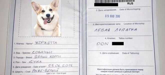 Ветпаспорт для собаки и кошки Зачем он нужен? - Питомцы Mail