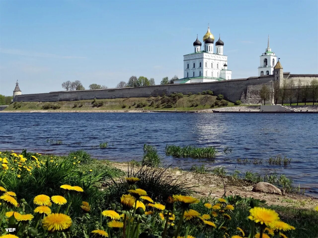 На берегу какой реки основан. Река Великая Псков. Берег реки Великой Псков. Великая (река, впадает в Псковское озеро). Псков река Пскова.