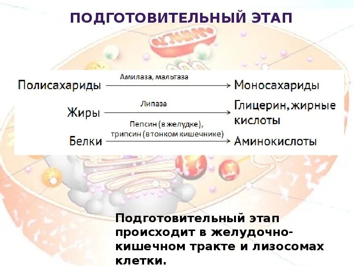 Продукты подготовительного этапа. Этапы энергетического обмена. Энергетический обмен схема ЕГЭ. Подготовительный этап биология.