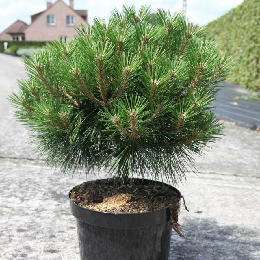 Сосна шарами. Сосна Горная Ватерери. Pinus nigra Brepo. Сосна обыкновенная Ватерери. Pinus nigra compacta.