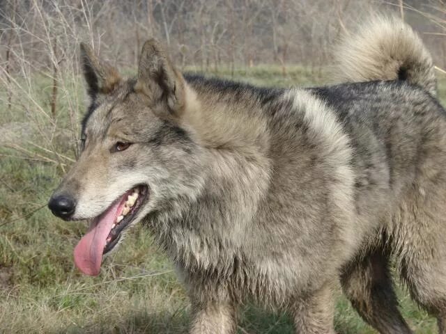 Волкособ лайка Западно Сибирская. Порода Волэнд. Волэнд f3. Волэнд (Wolfdog ). Гибриды сибири