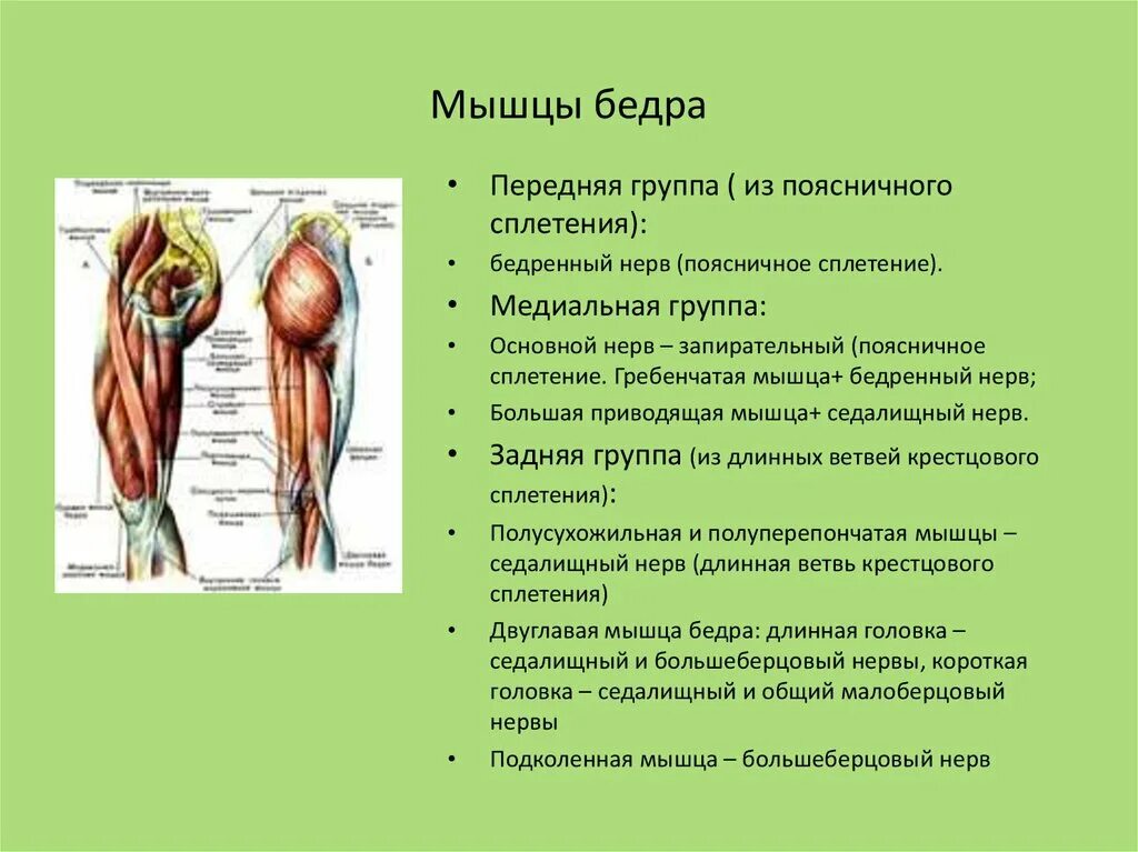 Передняя группа мышц бедра иннервируется. Передняя группа мышц бедра иннервация. Заднюю группу мышц бедра иннервирует. Заднюю группу мышц бедра иннервирует нерв. Приводящие латынь