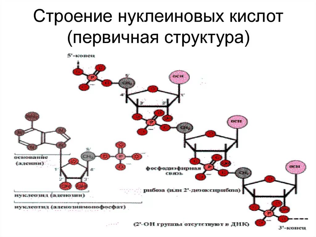 Структура нуклеиновых кислот днк. Структура нуклеиновых кислот формула. Химический состав нуклеиновых кислот. Нуклеиновые кислоты строение строение. Химическая структура нуклеиновых кислот.