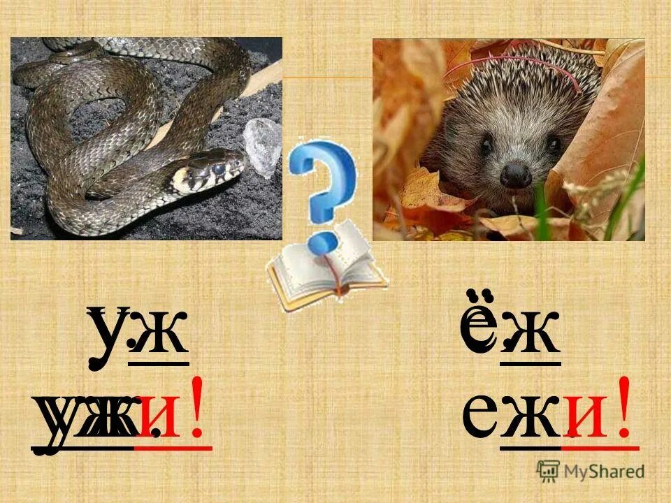 Уж и еж. Ежик и змея. Уж и еж. Раскраска еж и уж. У ежа ежата у ужа ужата.