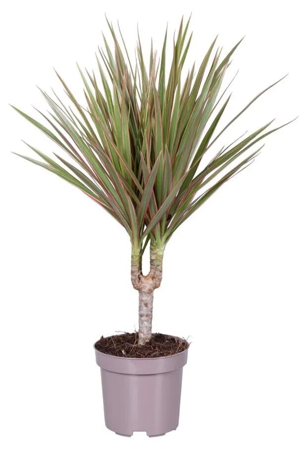 Dracaena marginata 'Sunray (PBR)' - dragon tree Dragon tree, Buy indoor plants, 