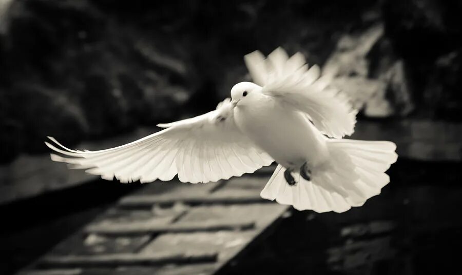 белый голубь в полете. белый голубь. горлица белая птица. голуби анатолийская чайка. белый голубь.