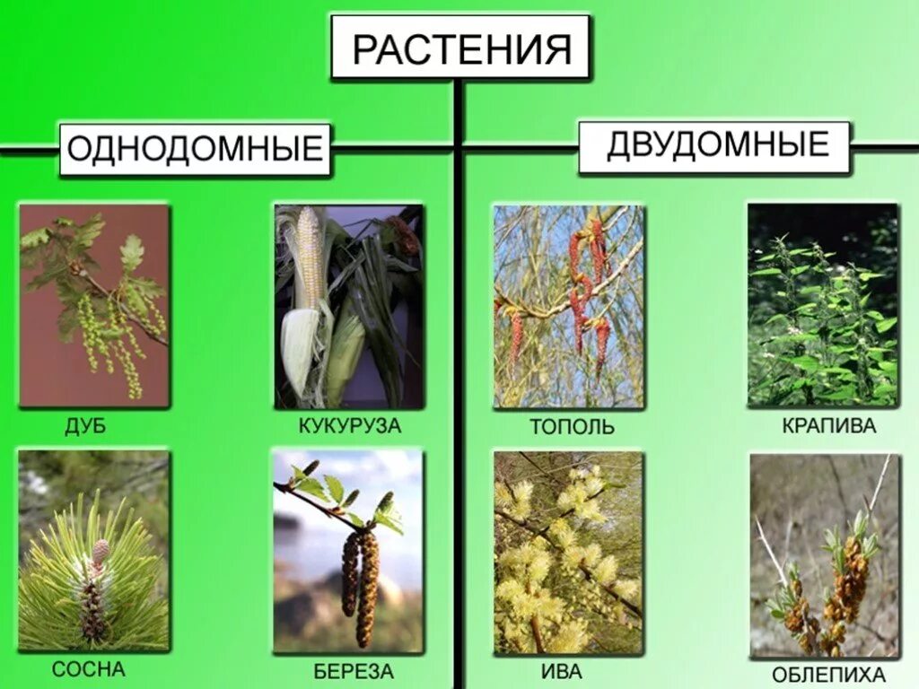 Обоеполые однодомные двудомные. Двудомные растения это в биологии 6 класс. Растения однодомные и двудомные биология 6 класс. Береза двудомная или однодомная. Ольха однодомное или двудомное.