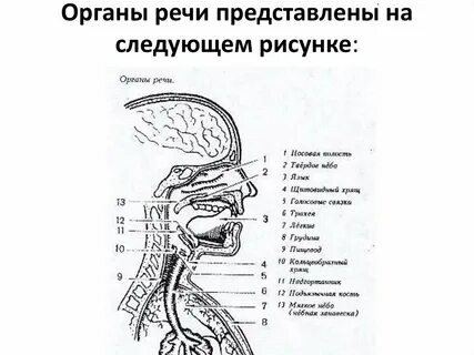 Анатомия органа речи