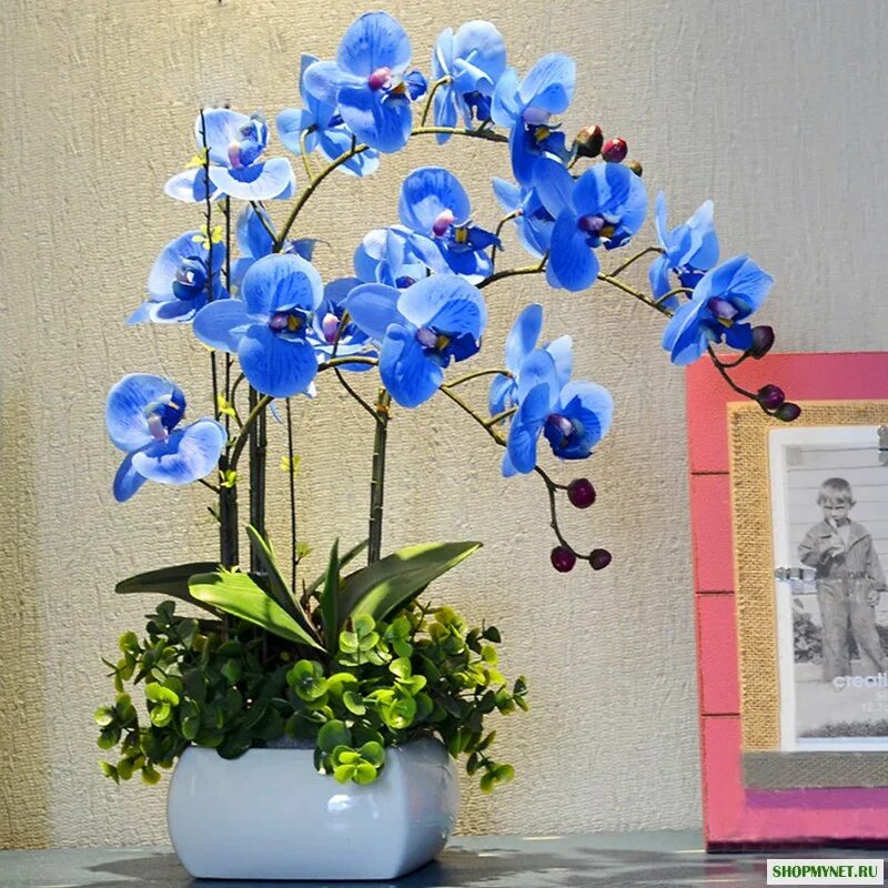 Синяя орхидея в горшке. Орхидея фаленопсис Гарден. Фаленопсис Баттерфляй орхид. Фаленопсис бонсай. Орхидея фаленопсис голубая.