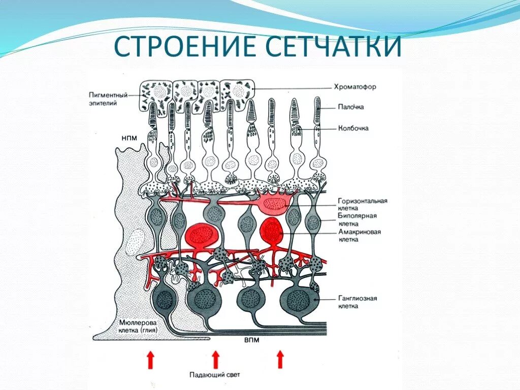 Строение сетчатки рисунок. Строение сетчатки глаза человека схема. Строение рецепторного аппарата сетчатки. Трехнейронное строение сетчатки. Строение сетчатки анатомия.