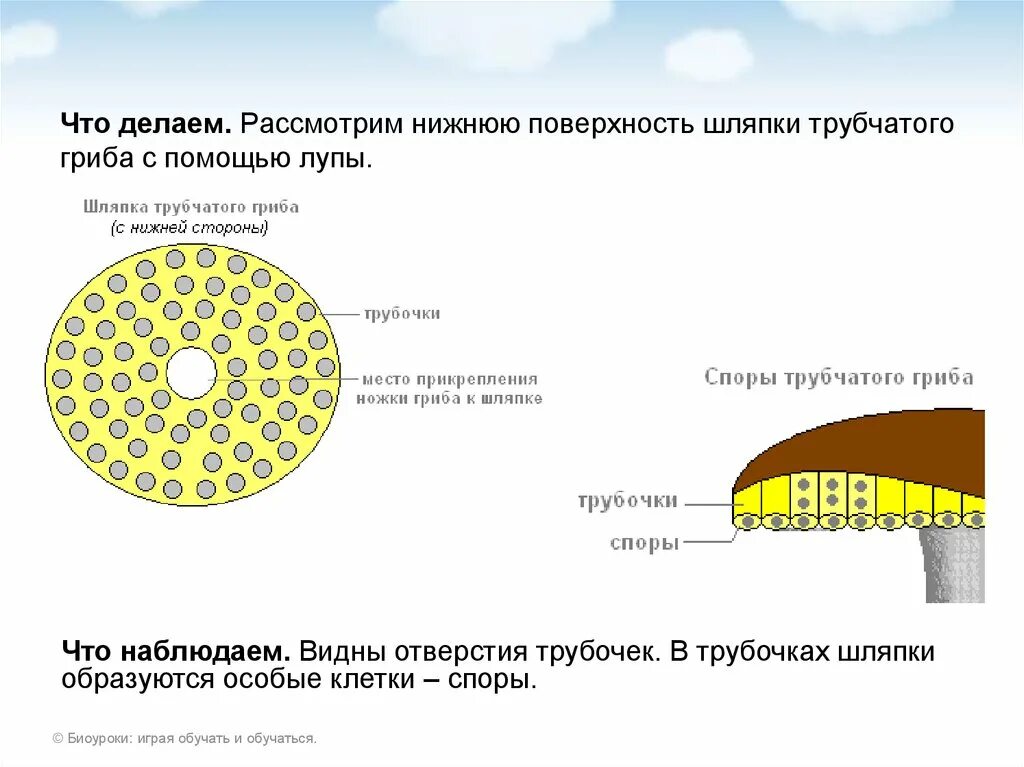 Строение шляпки трубчатого гриба. Строение шляпки шляпочных грибов. Строение трубчатого гриба. Трубчатая структура шляпки гриба.