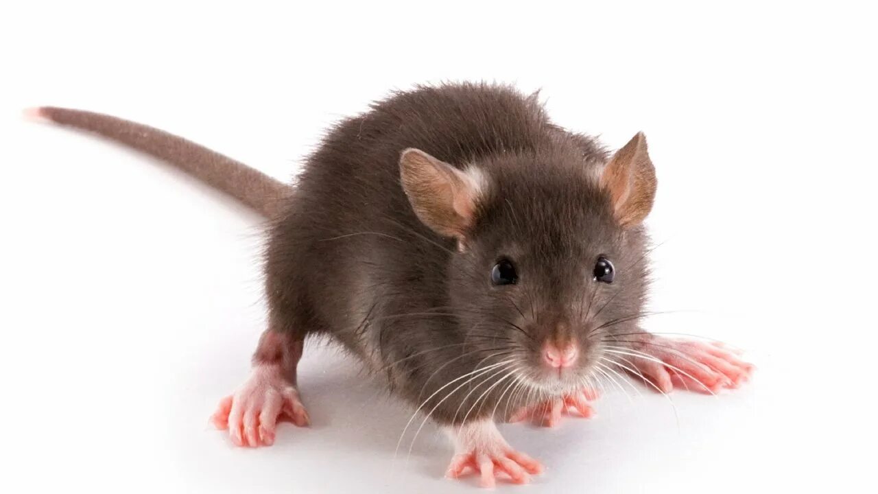 Мышь рост. Мышь. Мышь на белом фоне. Крыса на белом фоне. Крыса на прозрачном фоне.