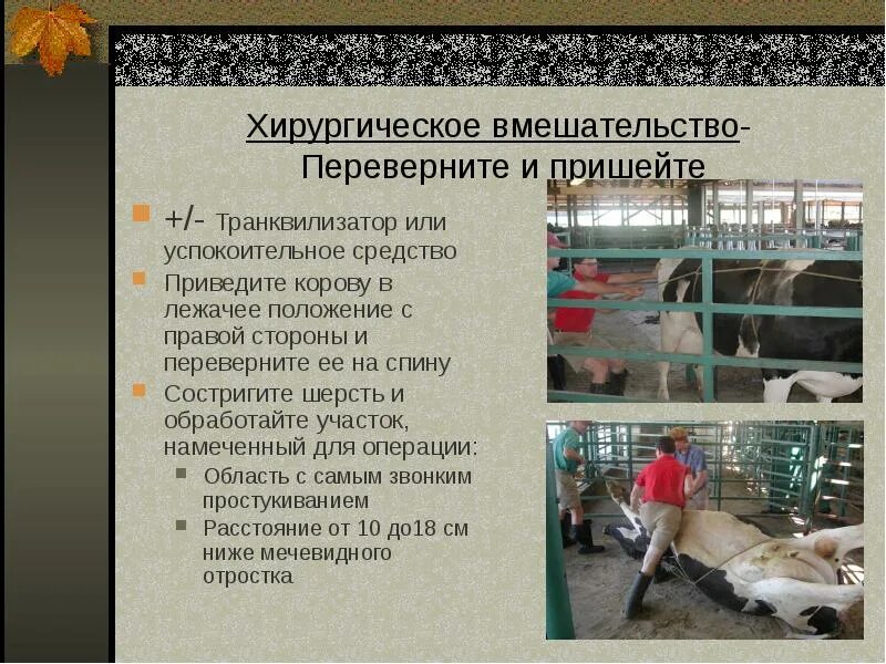 Смещение сычуга. Левостороннее смещение сычуга у коров. Правостороннее смещение сычуга. Левостороннее смещение сычуга. Смещение сычуга.