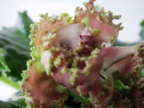 сорт фиалки ален-розовое золото. ле розовое золото. фиалка ле роза ветров. сорт фиалки ле розовое золото. сорт фиалки ле розовое золото.