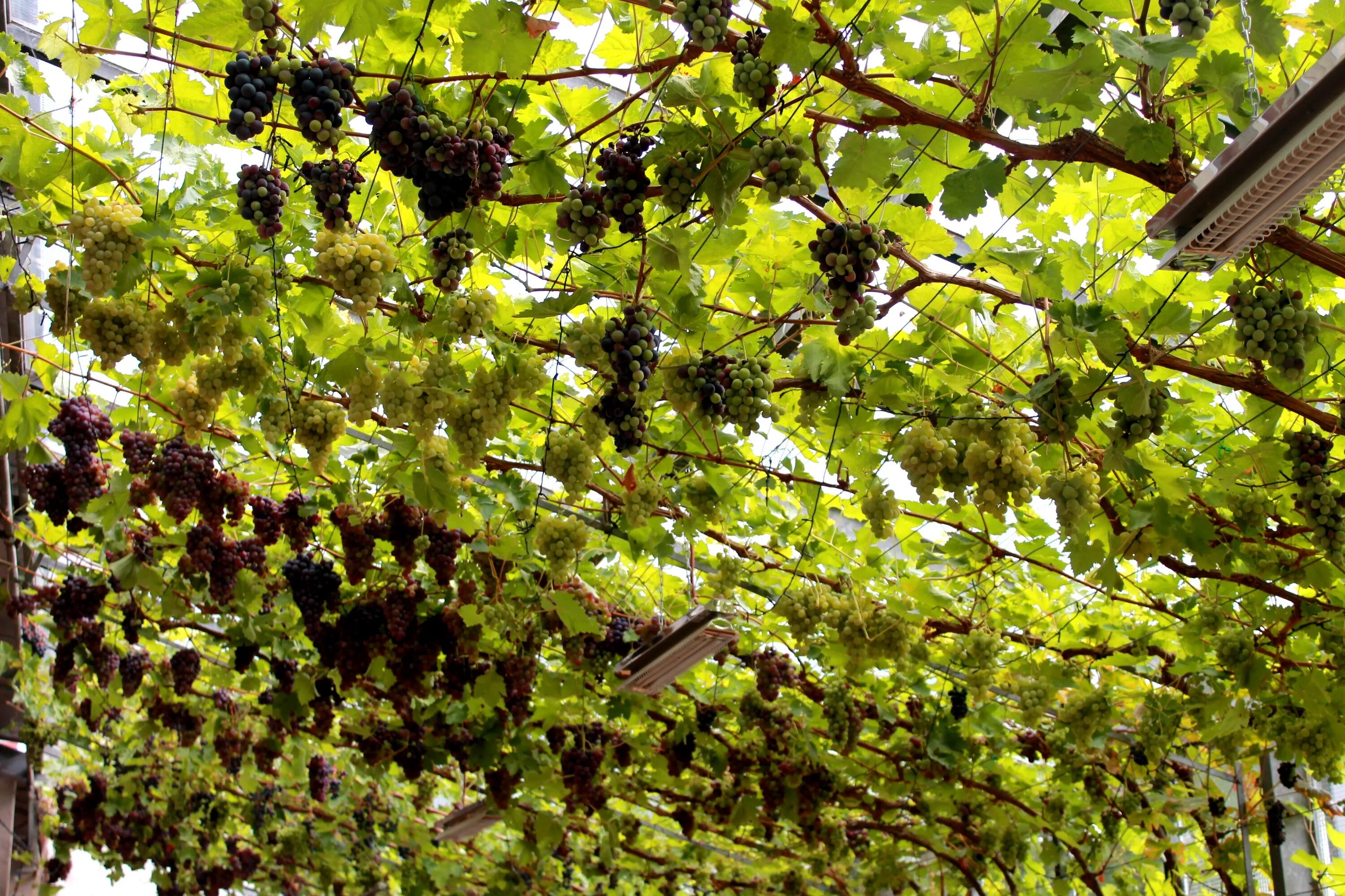Lodi’s alternative wine grapes, headed towards photo finish Grapes, Grape tree, 