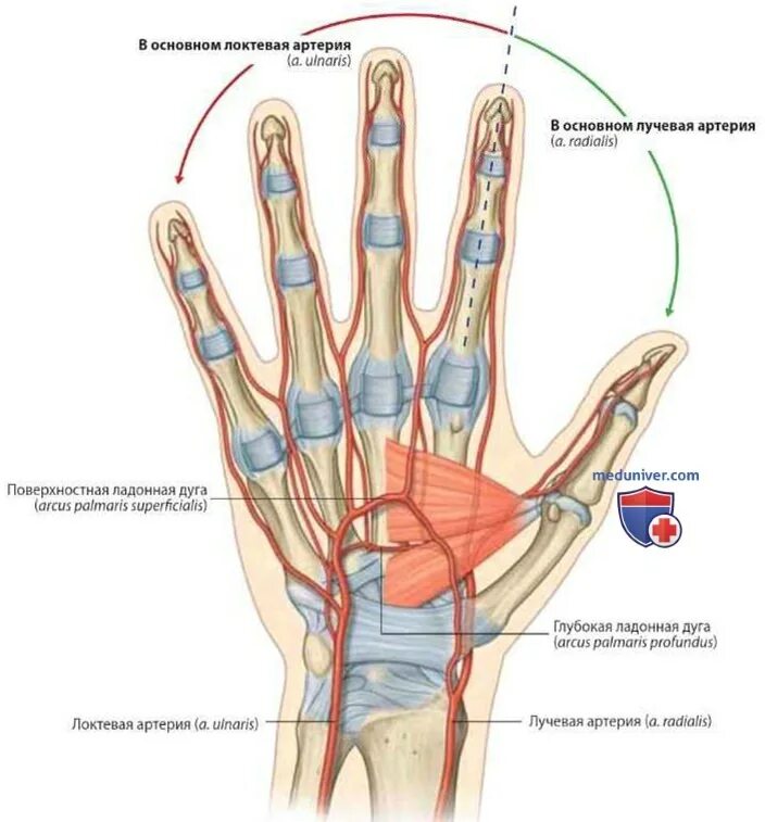 Артерии кисти анатомия. Ulnar artery. Кровоснабжение большого и указательного пальцев. Кровеносная система указательного пальца. Повреждение мелких артерий кистей и стоп