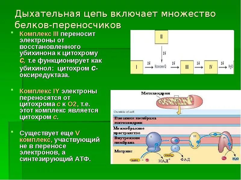 Фермент дыхательной цепи катализирующий окисление убихинона. Дыхательная цепь 1 типа биохимия. Комплексы дыхательной цепи митохондрий. Цепь переноса электронов таблица.