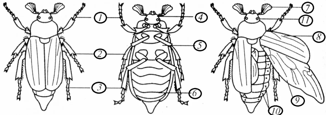 Какие части насекомого изображены. Хрущ Майский строение. Внешнее строение тела майского жука. Внешнее строение хруща майского. Строение насекомых Майский Жук.