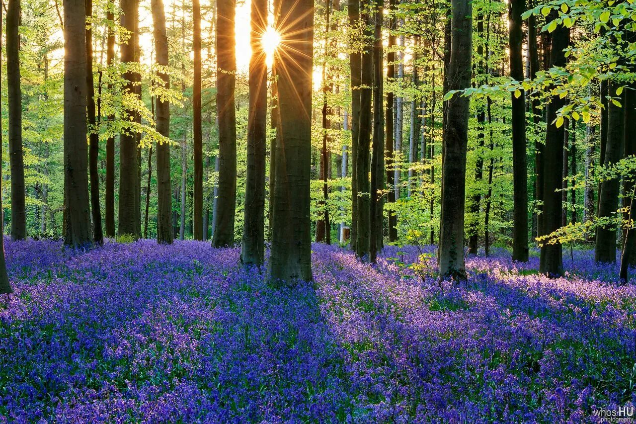 It s beautiful flower. Bluebell Forest Бельгия. Халлербос. Красивый лес. Красивые леса.