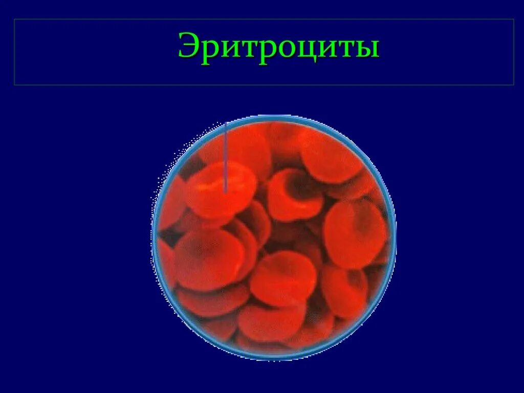 Эритроциты. Форменные элементы крови. Эритроциты у взрослых образуются в. Эритроциты для презентации.