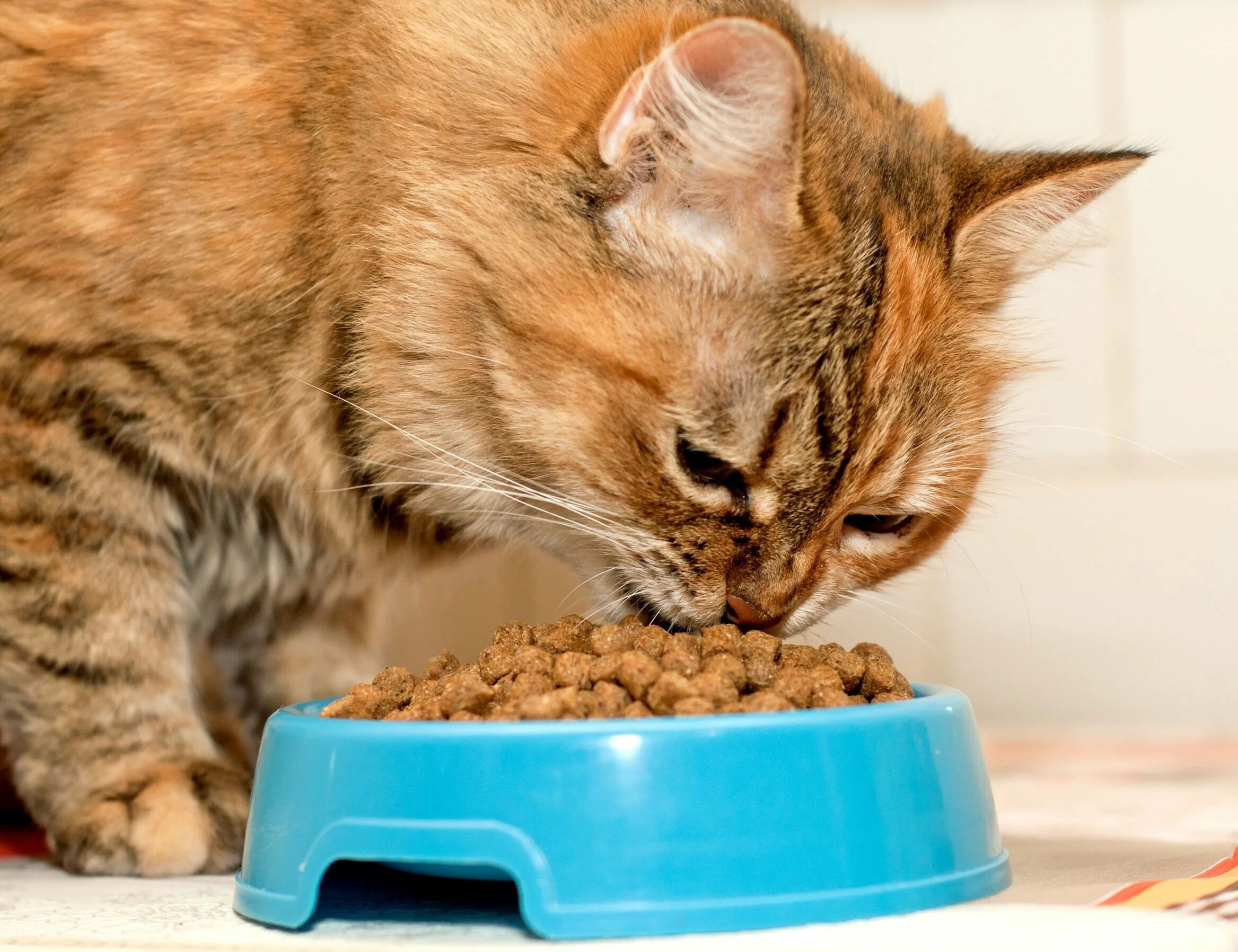 Кот кушает. Еда для котов. Корм для кошек. Кот ест корм. Можно ли кормить кота только сухим