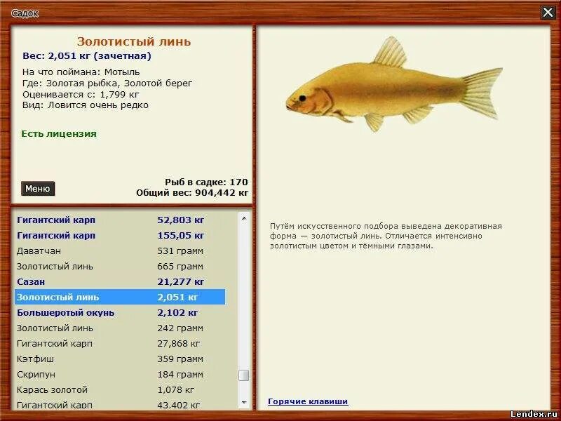 Линь золотистый реальная. Русская рыбалка 3 Золотая рыбка. Золотая рыбка русская рыбалка 3 золотистый Линь. Линь рр3 озеро. Игра реальная рыбалка Линь золотистый.