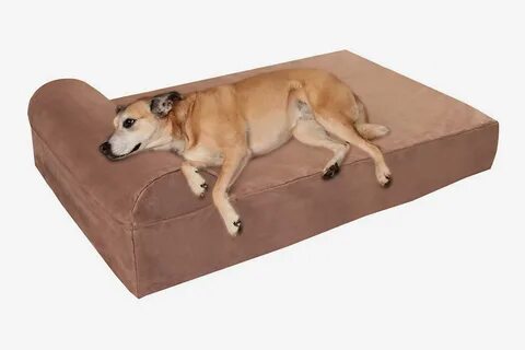 Extra dog