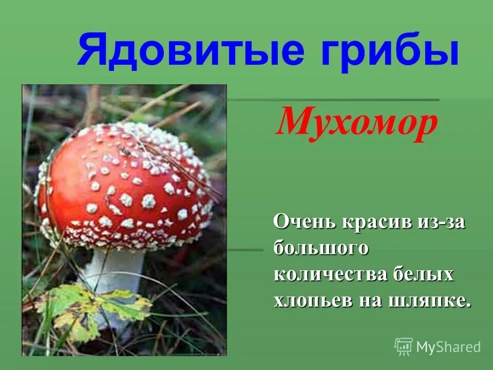 Информация о мухоморе. Сообщение о ядовитых грибах. Мухомор ядовитое растение. Ядовитые грибы окружающий мир. Подготовить сообщение о любых ядовитых грибах