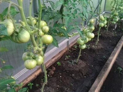 Форумы дачные томаты. Томат тепличный урожайный. Форумы дачные томаты. Форумы дачные томаты. Томат готовый.