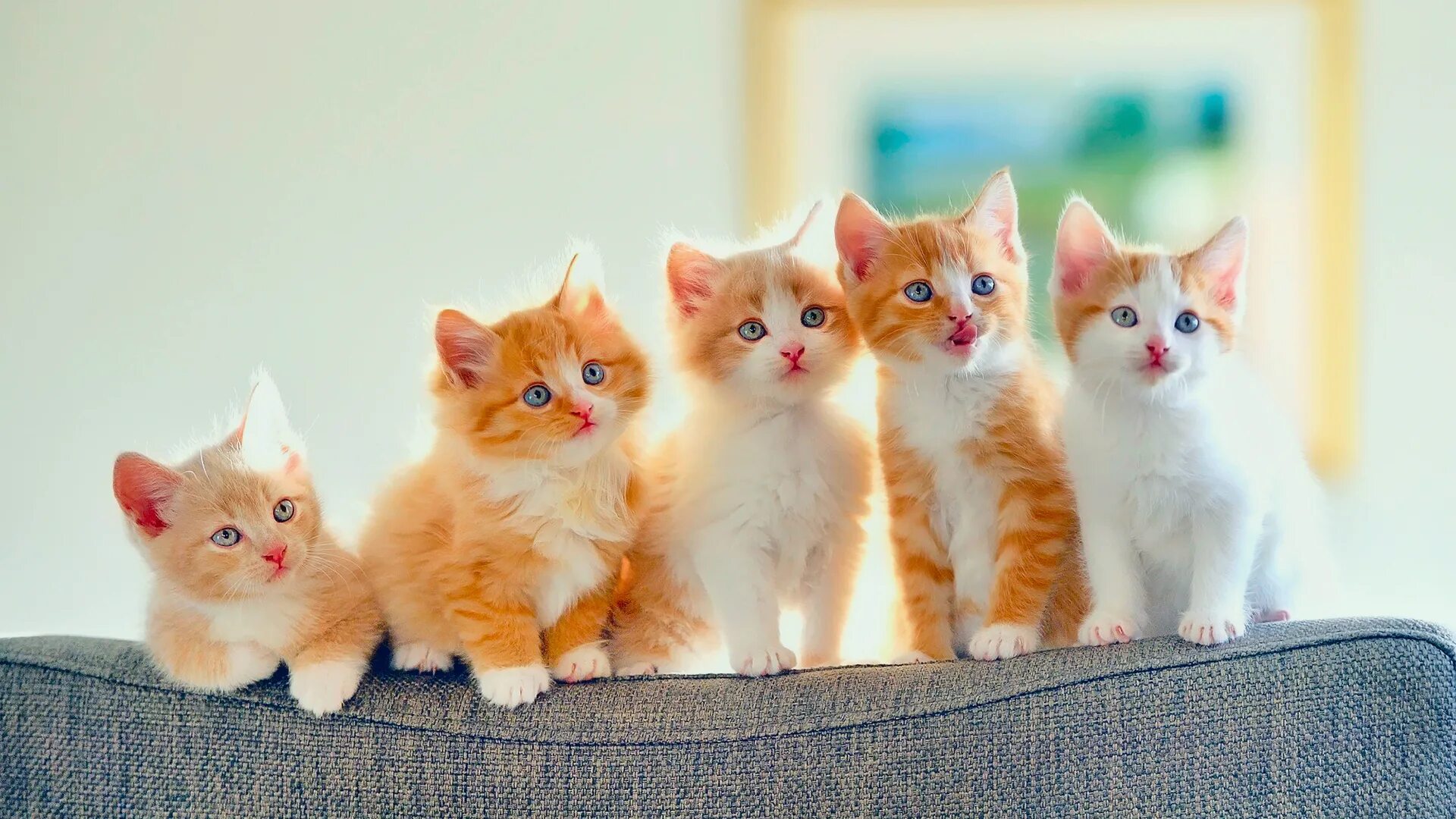 Вероятность рождения рыжей кошки. В квартире 1 2 3 4 жили четыре котенка: рыжий, белый.