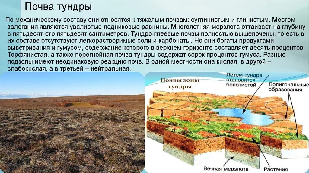 Для зоны тундр россии характерны. Почвы зоны тундры. Тип почвы в тундре. Природная зона тундра почва. Тундра глеевые почвы природная зона.