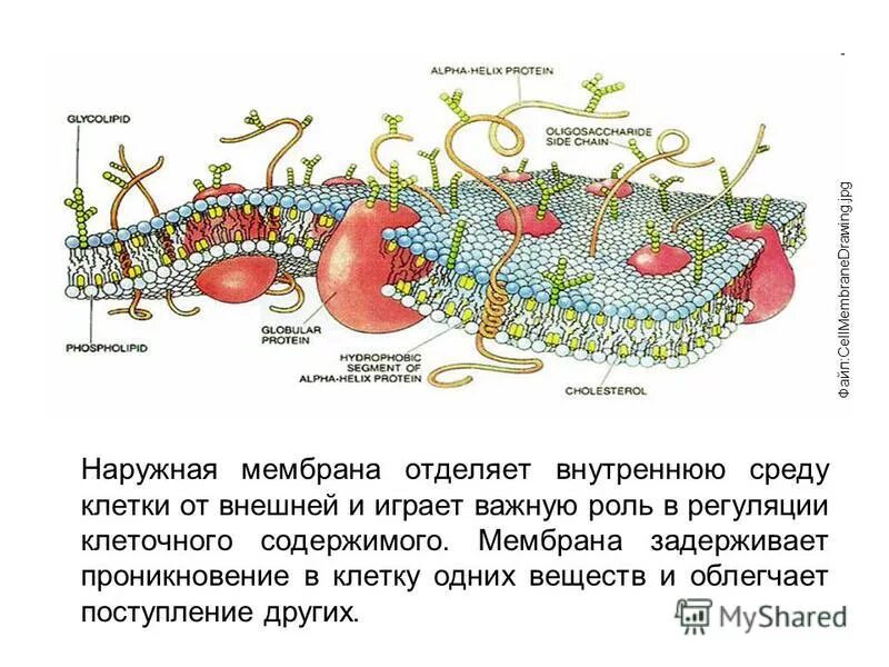 Клеточная мембрана строение бислой. Клеточная мембрана цитолемма. Сборка мембран клетки. Плазматическая мембрана гликокаликс. Наружная мембрана клетки биология 5 класс.