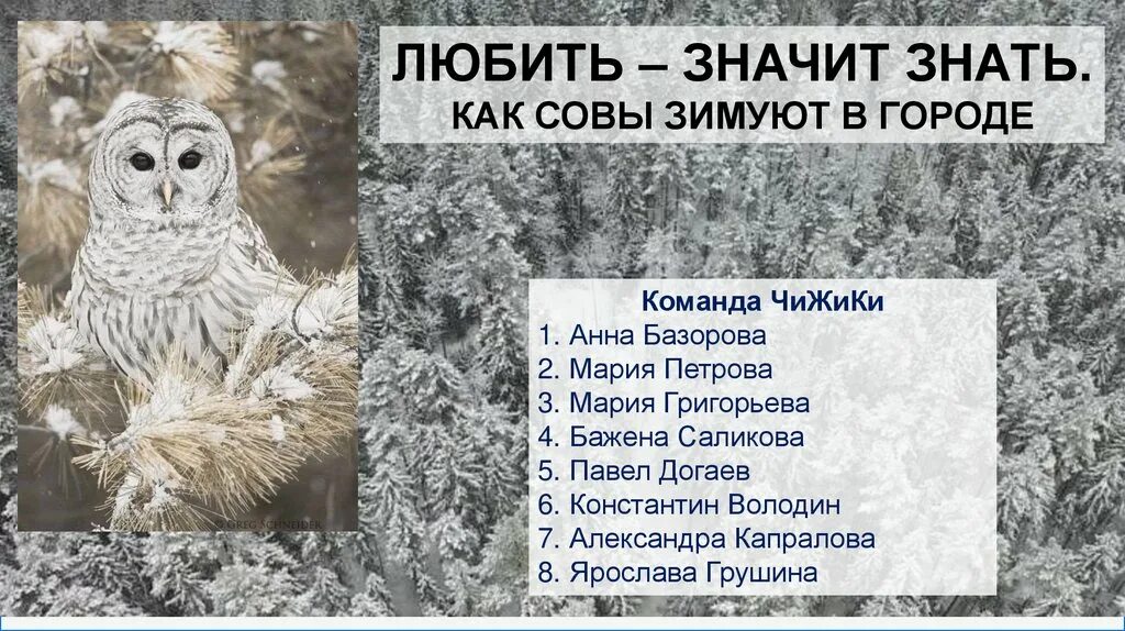Как будет сова по. Как зимует сова. как зимуют совы доклад. зимующие птицы сова.