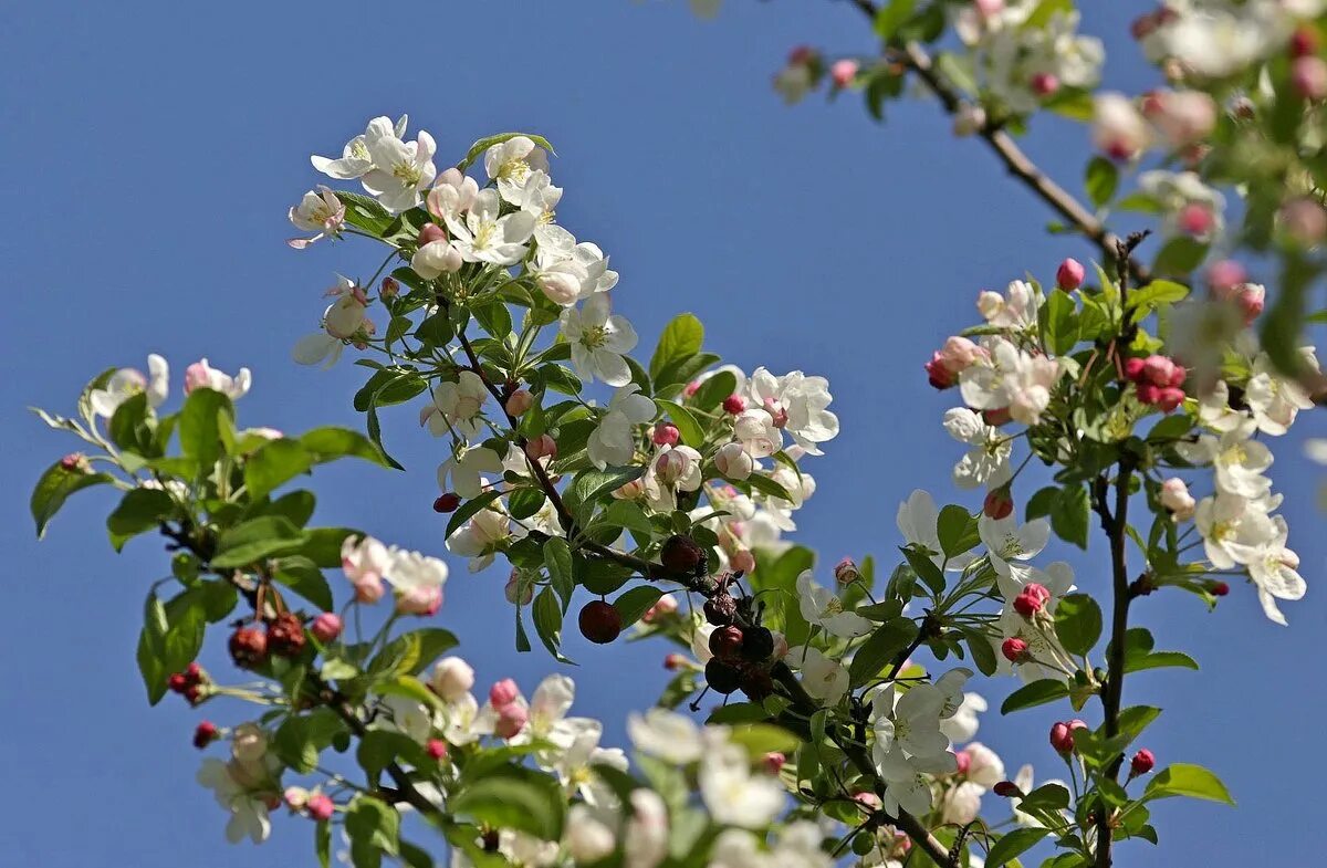 фотообои яблони в цвету 294*201. яблони в цвету видео. фуджи яблоня цветет. слушать песню яблоня в цвету. слушать песню яблоня в цвету.