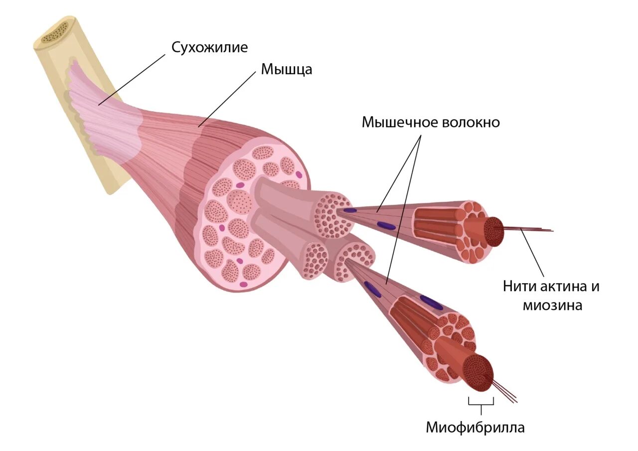 Соединительная мышца. Строение мышечного волокна рисунок. Строение скелетной мышцы. Строение скелетной мышцы картинки. Зарисовать строение мышцы.