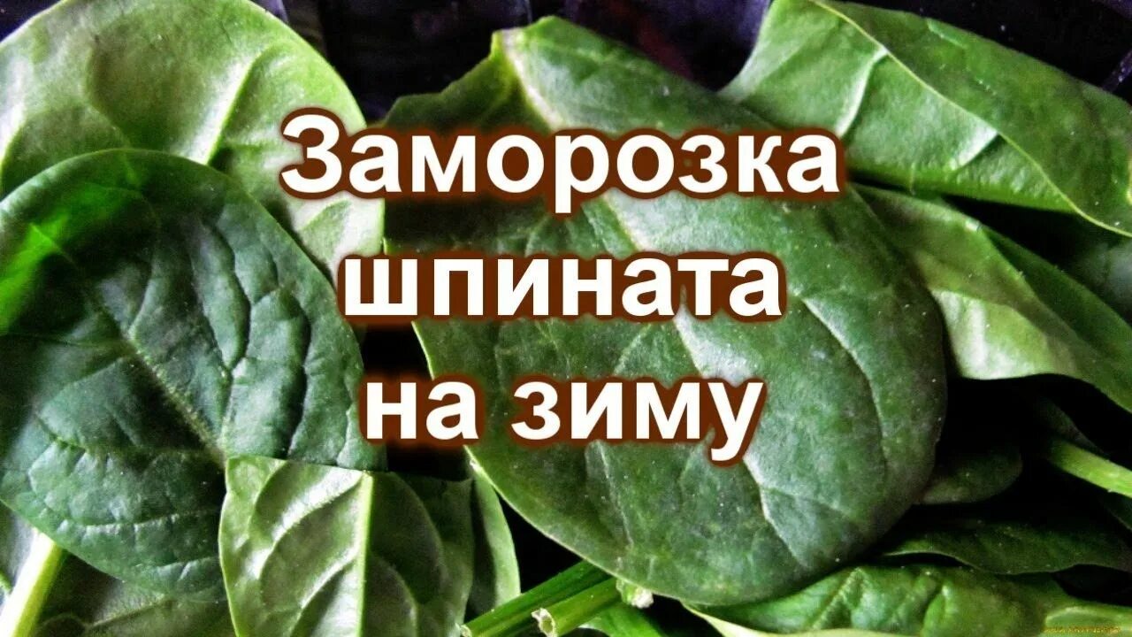 Можно заморозить шпинат на зиму. Шпинат на зиму заморозка. шпинат замороженный. замороженный шпинат на зиму. заготовка шпината.