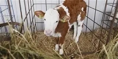 Укажите причины ослабления животноводства на кубани
