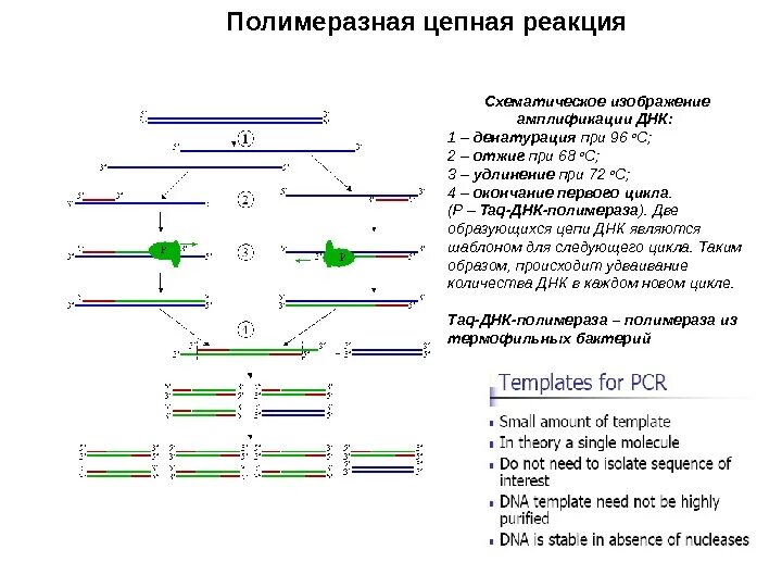 Полимеразная цепная реакция результат. ПЦР амплификация схема. PCR — полимеразная цепная реакция. Схематическое изображение амплификации ДНК:. Полимеразная цепная реакция амплификация.