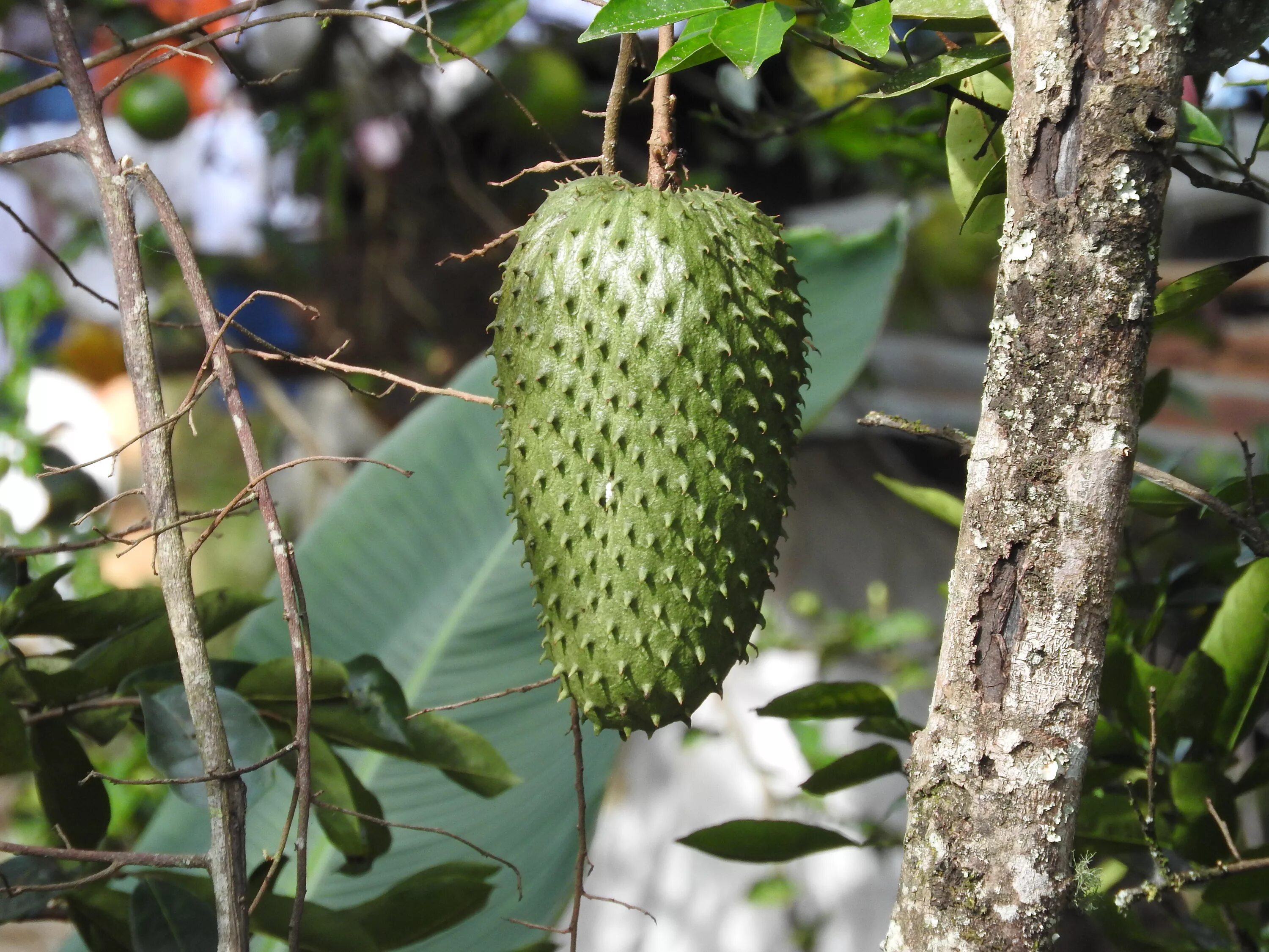 Саусеп фрукт. Гуанабана гравиола. Гуанабана гравиола. Сметанное яблоко саусеп. Гуанабана (саусеп, аннона).