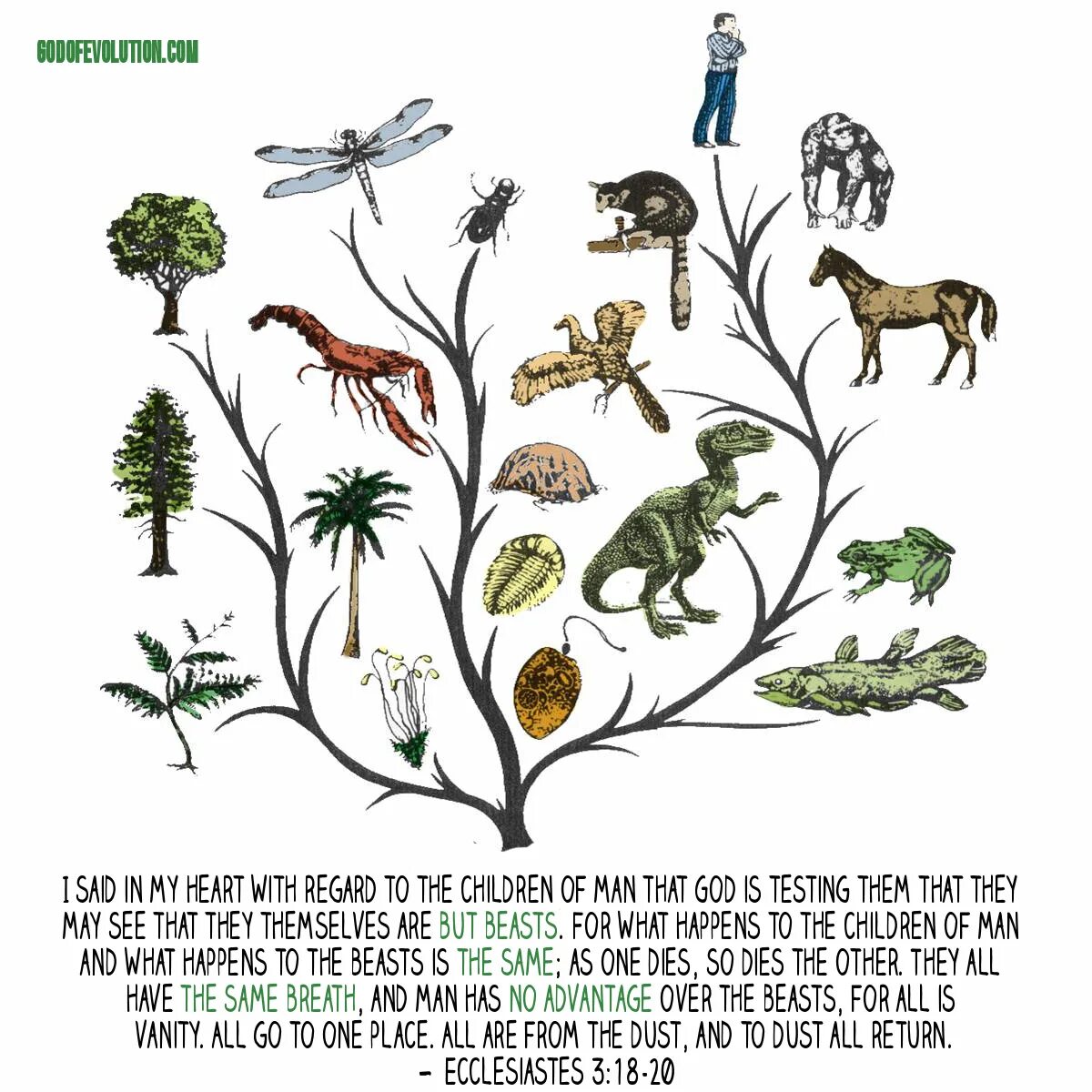 Как располагаются группы животных на родословном древе. Филогенетическое дерево Дарвина. Эволюционное Древо Дарвина. Эволюционное дерево жизни Чарльза Дарвина.