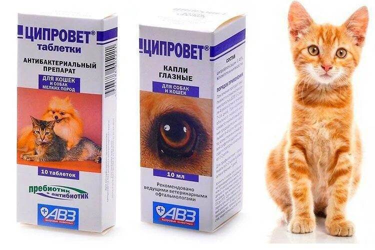 Глазные капли для животных. Капли ципровет ветеринария. ципровет для кошек капли глазные. антибиотик для животных ципровет. ципровет таблетки для кошек таблетки.