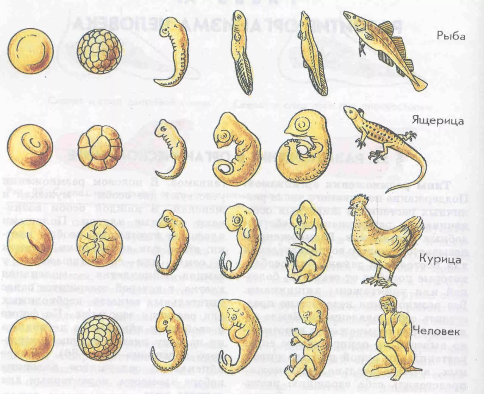Сравните особенности размножения и развития позвоночных животных. Эмбриологические доказательства сходства зародышей. Сходство эмбрионов позвоночных на ранних стадиях развития. Эмбрионы позвоночных животных на разных стадиях развития. Сходство эмбрионов у зародышей позвоночных животных.