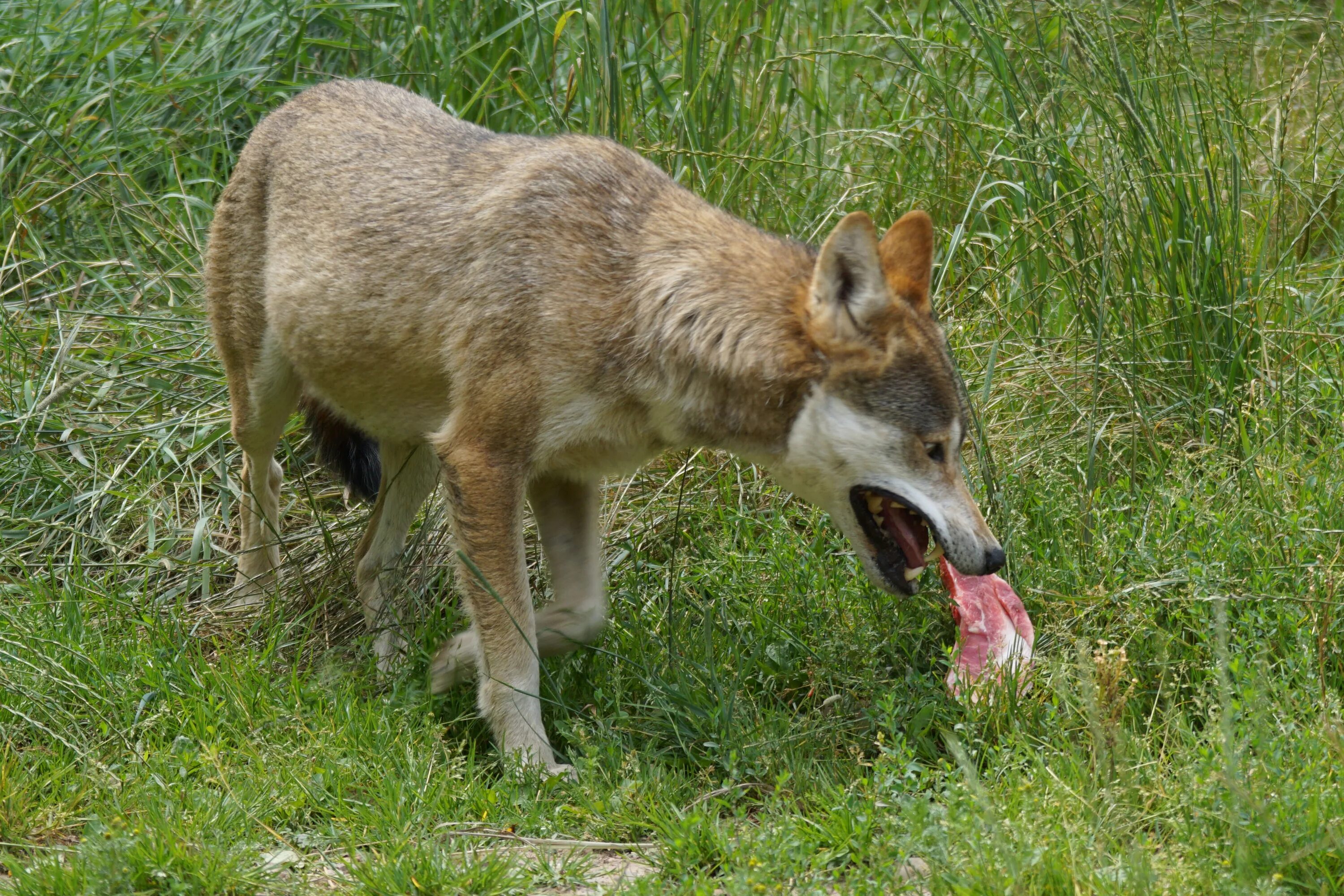 Красный волк и Шакал. Красный волк питание. Пища красного волка.