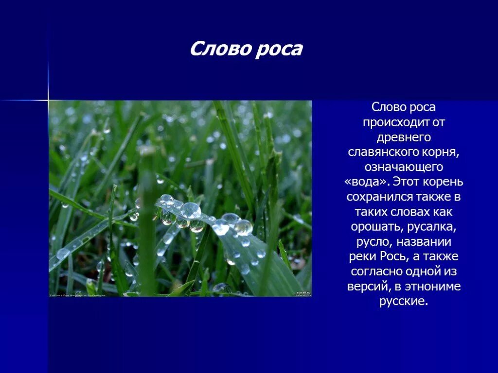 Роса написание. Роса доклад. Текст о росе. Роса презентация. Значение слова роса.